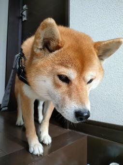 お散歩前の柴犬です! お散歩前の柴犬です!の写真