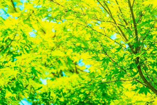 Fresh green background, fresh green, leaf, leaf, JPG