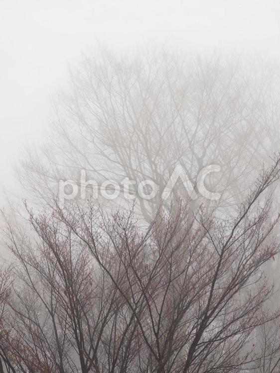 霧に包まれる冬の木 霧,木,靄の写真素材