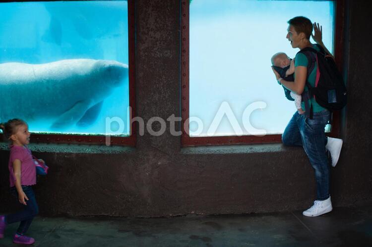 水族館のマナティーを見る親子27 水族館,親子,レジャーの写真素材