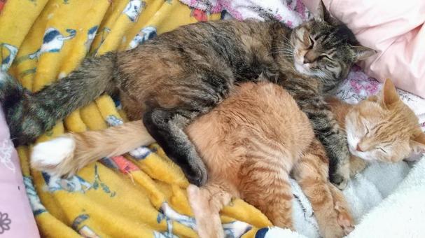 仲良しこよしの猫ちゃん 猫,茶トラ,キジトラの写真素材