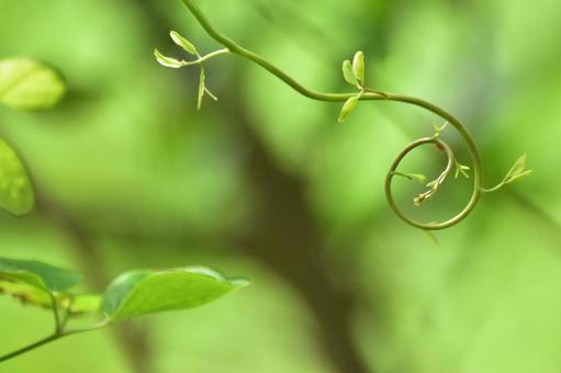 つるのクルクルの写真