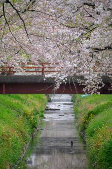 桜咲く小川の橋 桜,春,花の写真素材