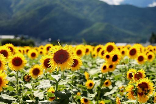 安曇野のひまわり4 安曇野のひまわり4 ひまわり,ヒマワリ,背景の写真素材