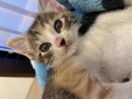 子猫の三毛猫のアップ 子猫の三毛猫のアップの写真