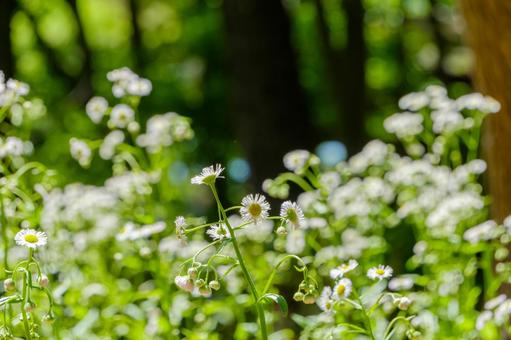 柔らかな光に包まれるハルジオンの花 柔らかな光に包まれるハルジオンの花の写真