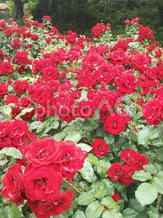 雨上がりのバラ バラ,ばら,薔薇の写真素材