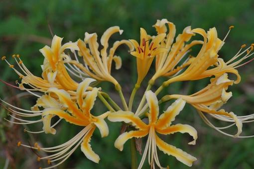 [Photo of cluster amaryllis] Scenery of cluster amaryllis blooming, JPG