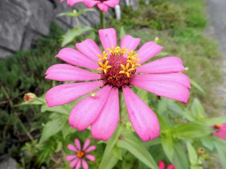 【花の写真】 ヒャクニチソウ（百日草）の写真