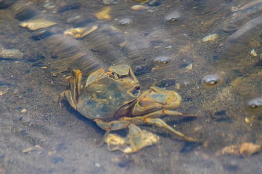 Photo, tideland, creatures, crab, 