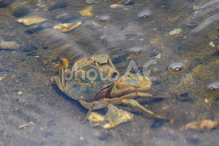 干潟の生き物⒀ 干潟,生き物,カニの写真素材