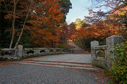 滋賀・大津市 日吉大社 山王鳥居への参道の写真