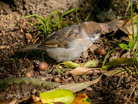 Young sparrow, JPG Young sparrow, JPG