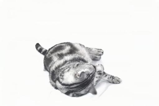 猫 猫の写真