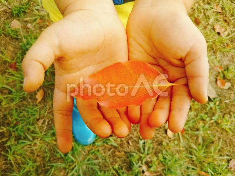 はっぱをもつこどもの手 紅葉,こども,手の写真素材