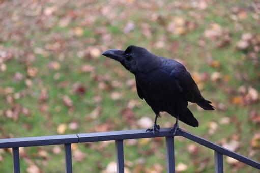 カラス 鳥,野鳥,野生の写真素材