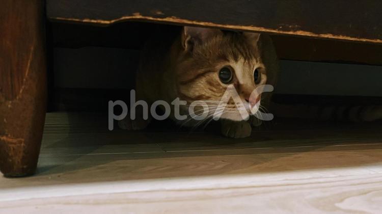 棚の下に隠れる猫 ネコ,茶トラ,家具の写真素材