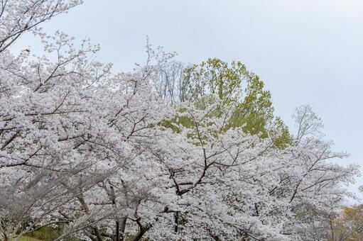 満開の桜と新緑のコントラスト 桜,サクラ,春の写真素材