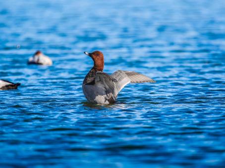Ducks, ducks and ducks flapping their wings in a pond, JPG