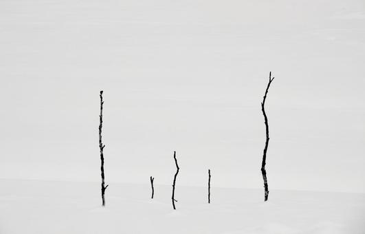 雪原に佇む小さな木立のシンプルな冬景色 小さな木立,雪原,樹々の写真素材