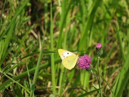 A butterfly resting on a purple flower, JPG