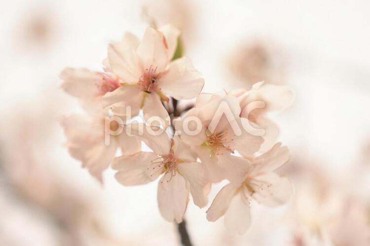 植物　花　桜 植物,花,桜の写真素材