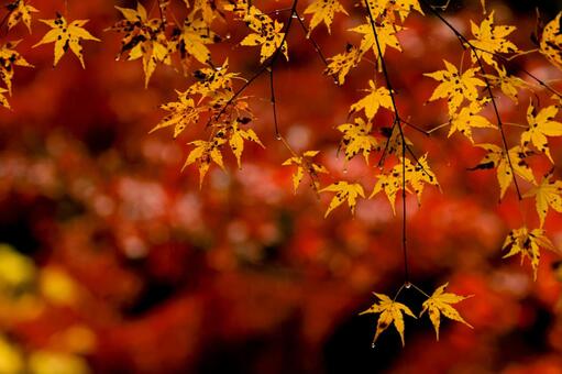 紅葉 紅葉,養老渓谷,筒森もみじ谷の写真素材