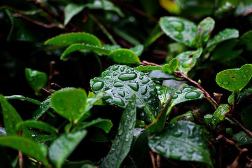 庭木と雨滴 雨滴,水,しずくの写真素材
