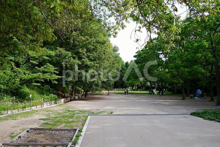 夏の公園風景 公園風景,夏,初夏の写真素材