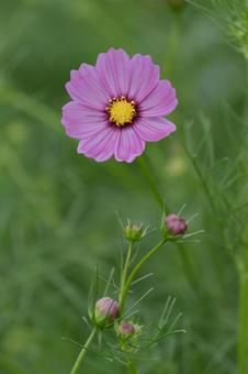 雨の日のコスモス畑 雨の日のコスモス畑 秋桜,秋,つぼみの写真素材