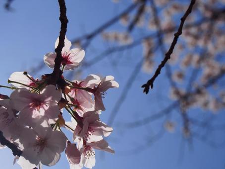 桜 桜の写真