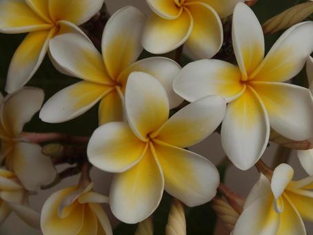 Plumeria is in full bloom, JPG Plumeria is in full bloom, JPG