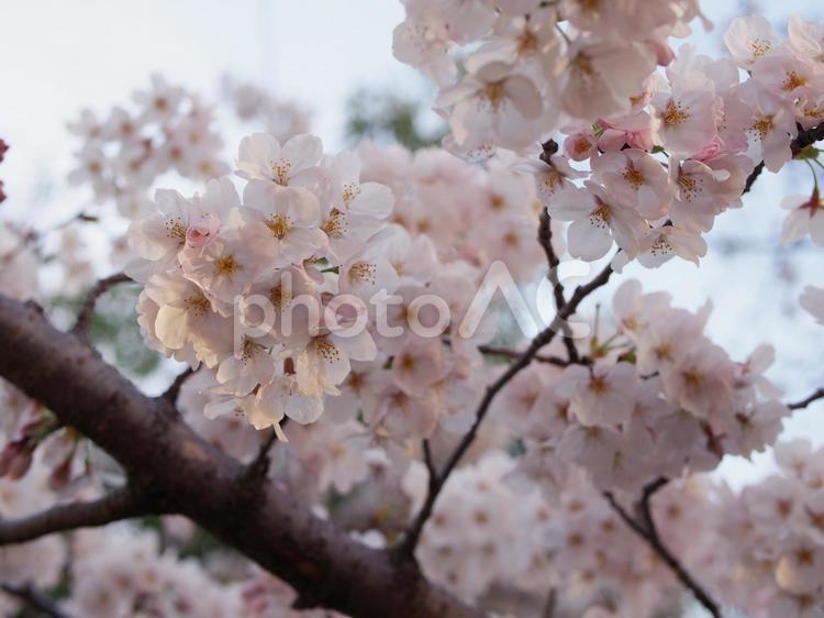 夕暮れの日差しに輝くソメイヨシノ 桜,さくら,サクラの写真素材