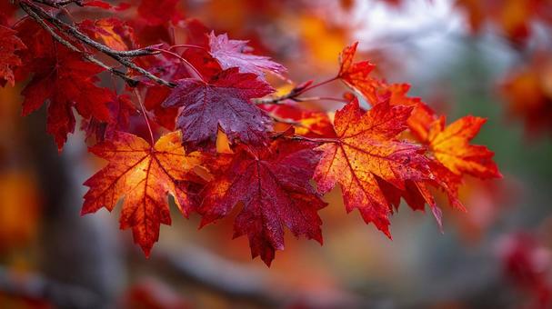 秋の彩り:真っ赤なカエデの枝 秋の彩り:真っ赤なカエデの枝の写真