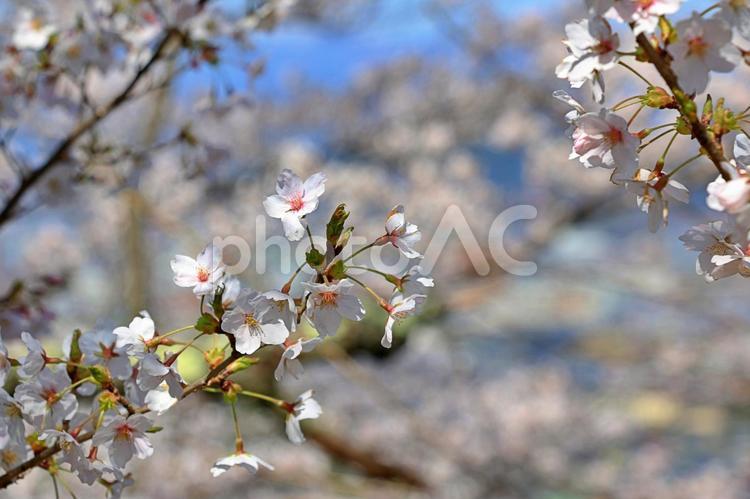 ソメイヨシノ5　桜 さくら,桜,桜の花の写真素材