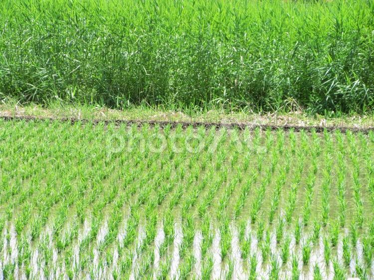 青々としている稲苗 田んぼ,田植え,稲の写真素材