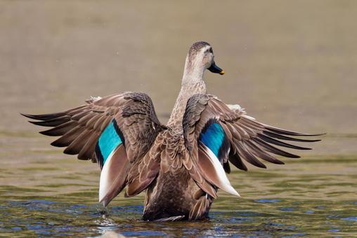翼を広げるカルガモ、後ろ姿 カルガモ,夏留鴨,軽鴨の写真素材
