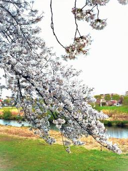 桜と川 桜と川の写真