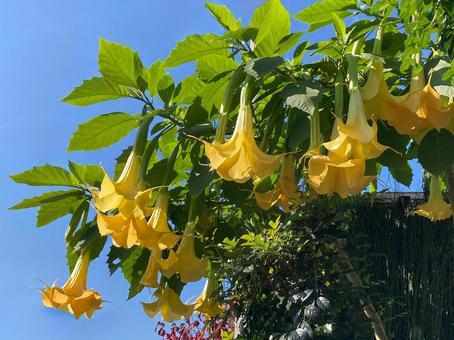 エンジェルトランペット エンジェルトランペット,キダチチョウセンアサガオ,花の写真素材