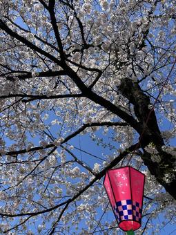 Cherry blossoms and lanterns, JPG