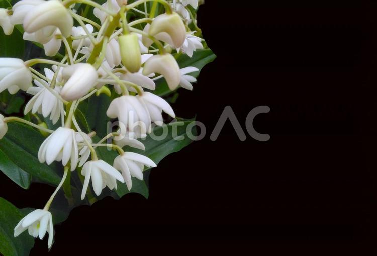 フレーム素材ー花のフレーム 花,花フレーム,白い花の写真素材