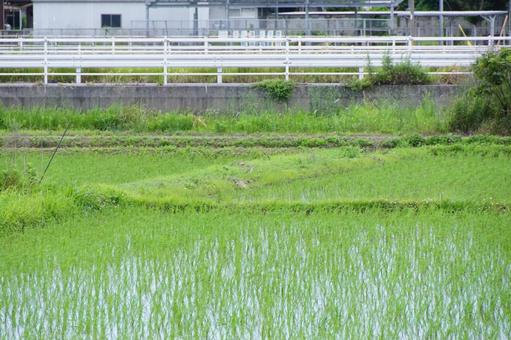 水田風景 水田風景の写真