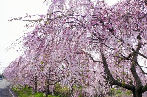 満開の枝垂れ桜 満開の枝垂れ桜の写真