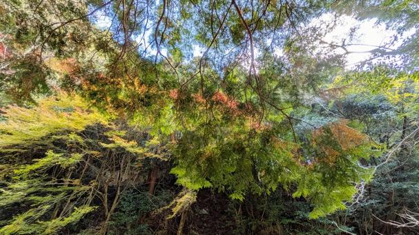 森が魅せる七色の彩り 今治市,鈍川,山の写真素材