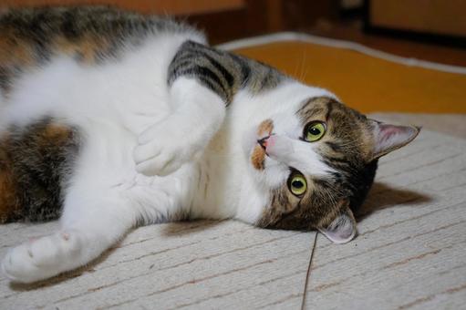 甘えん坊のななちゃん ねこ,飼い猫,動物の写真素材