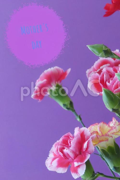カーネーション　母の日メッセージカード 花,春,植物の写真素材