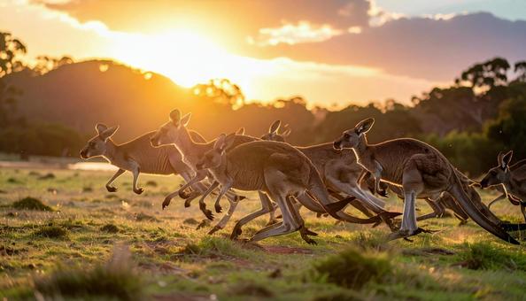 夕焼けを背景に走るカンガルーの群れ 夕焼けを背景に走るカンガルーの群れの写真