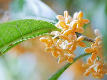 キンモクセイの花のアップ キンモクセイの花のアップの写真