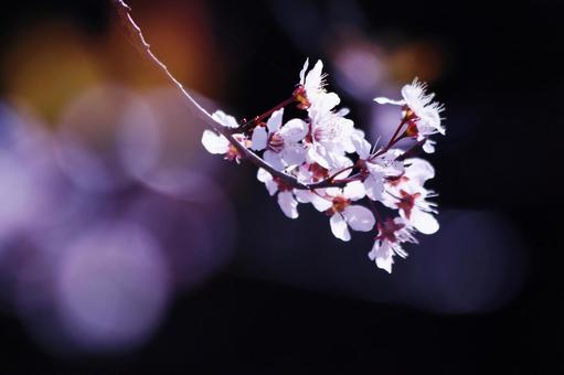 黒バックに浮かび上がる桜の花 桜,春,花の写真素材