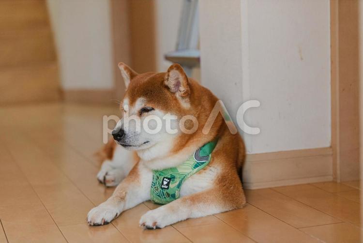 くつろいで眠くなった柴犬 柴犬,しばいぬ,日本犬の写真素材